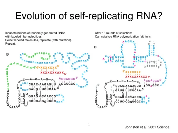 Evolution of self-replicating RNA?