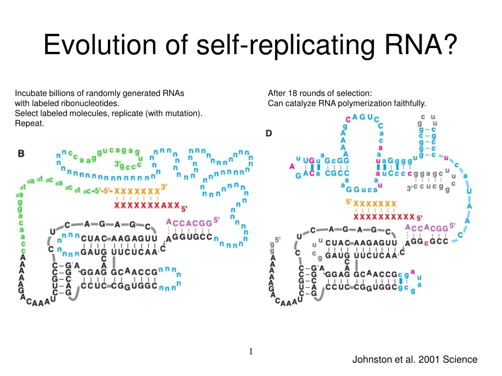 evolution of self replicating rna