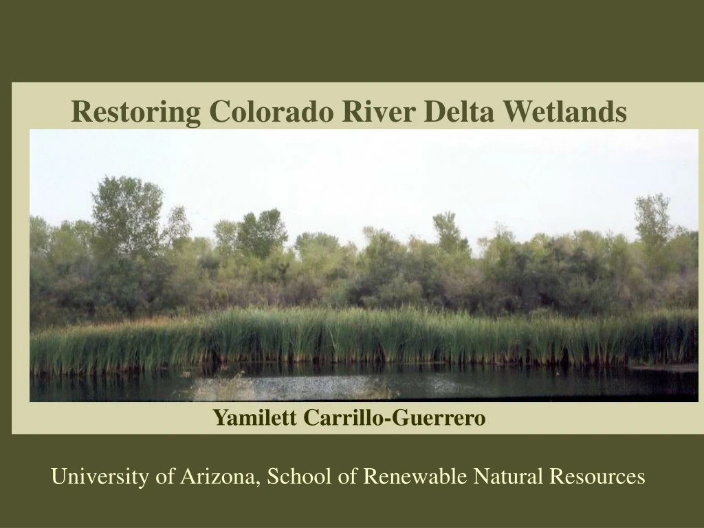 restoring colorado river delta wetlands