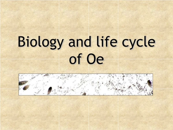 Biology and life cycle of  Oe