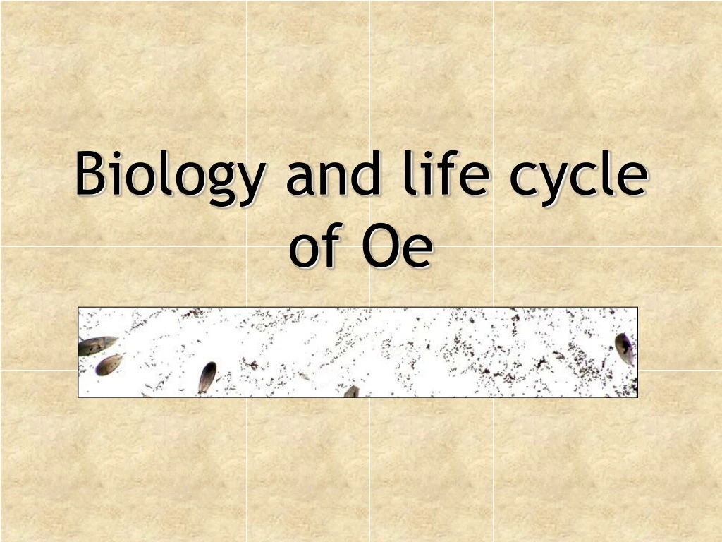 biology and life cycle of oe