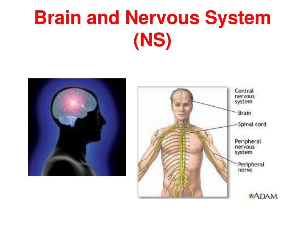 brain and nervous system ns