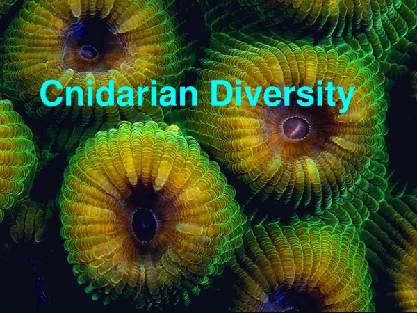 Cnidarian Diversity