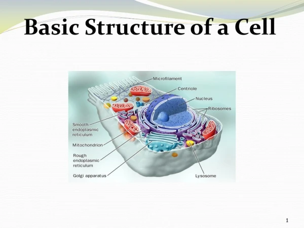 Basic Structure of a Cell