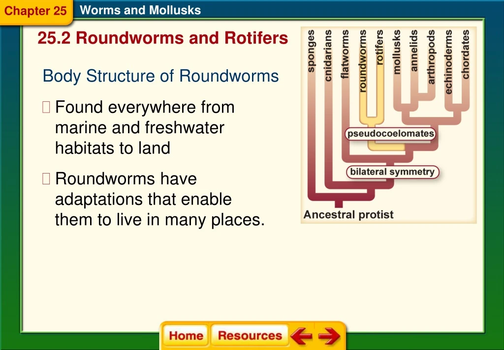 worms and mollusks