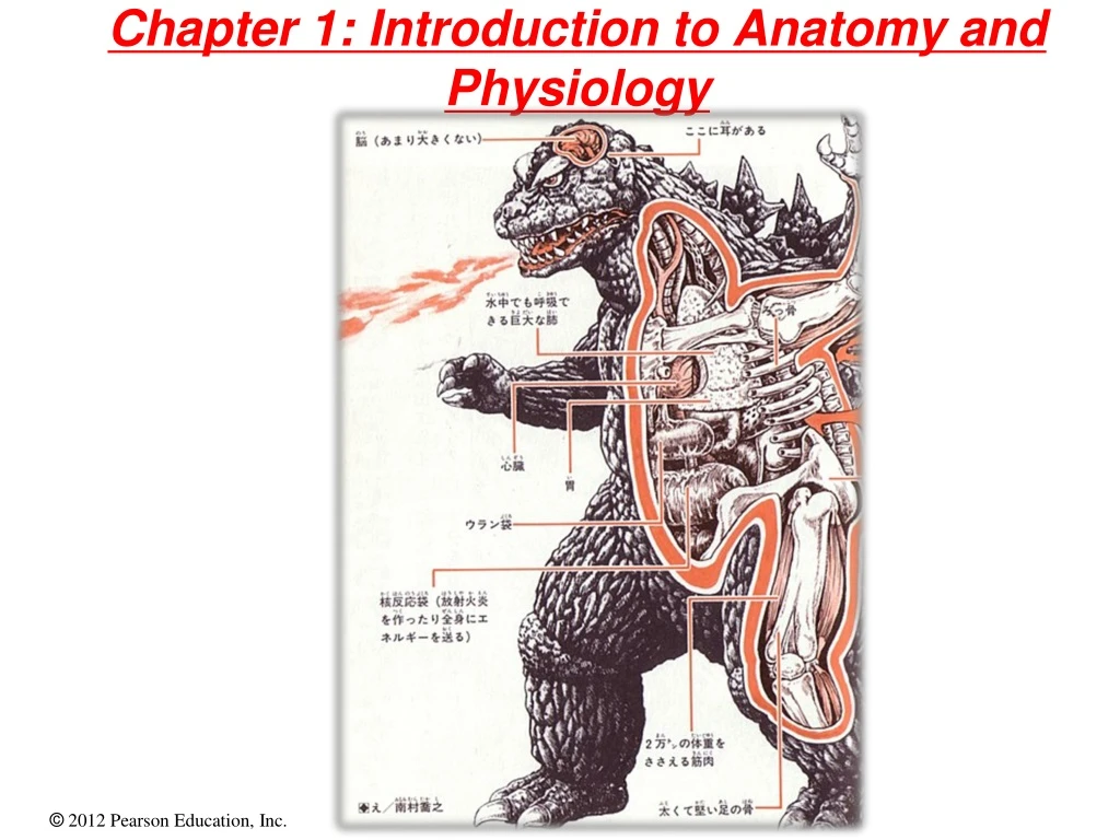 chapter 1 introduction to anatomy and physiology