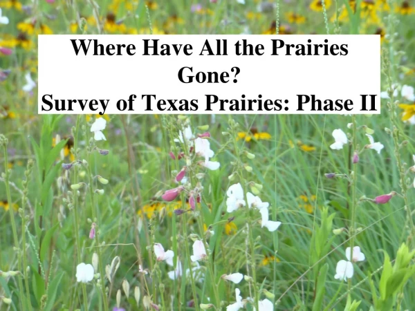 Where Have All the Prairies Gone? Survey of Texas Prairies: Phase II