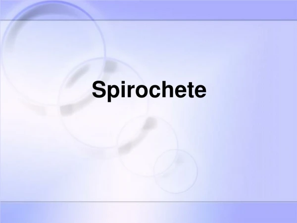 Spirochete