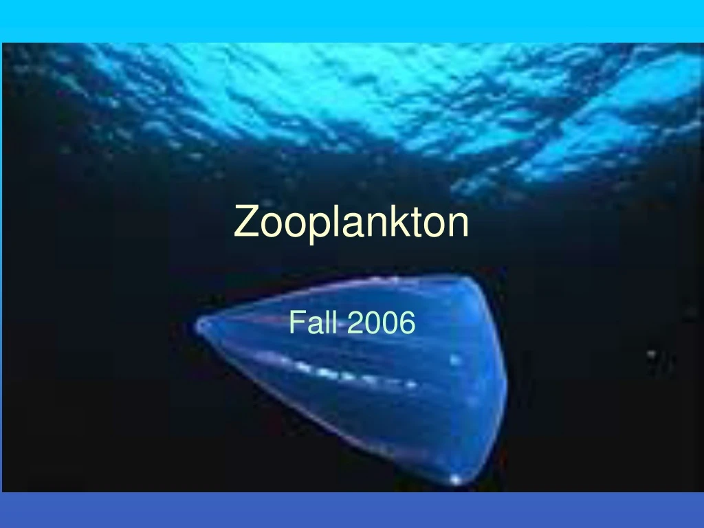 zooplankton