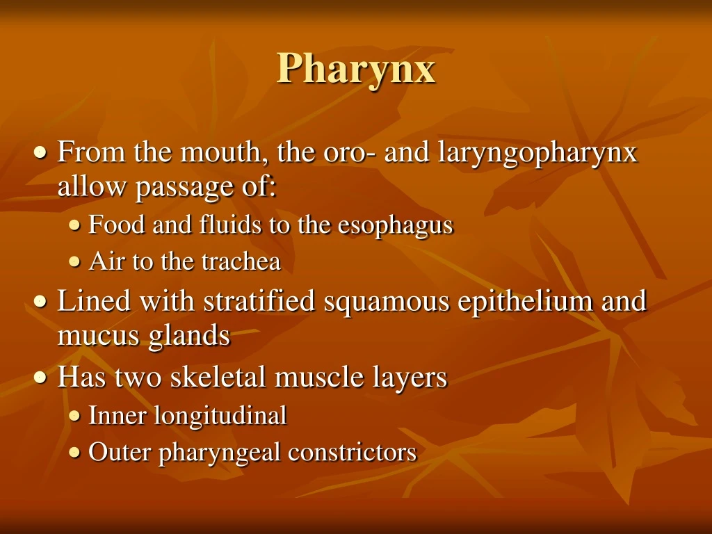 pharynx