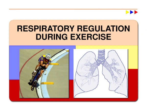 RESPIRATORY REGULATION DURING EXERCISE