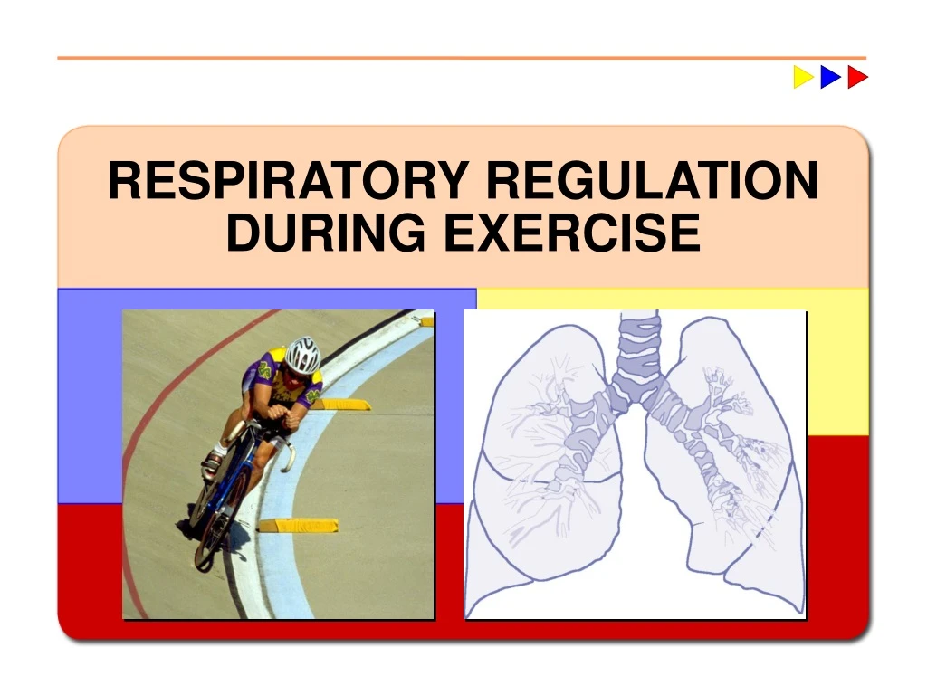 respiratory regulation during exercise