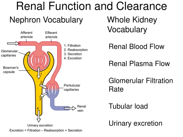 Renal Function and Clearance