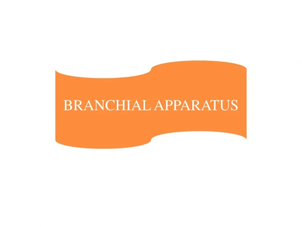BRANCHIAL APPARATUS