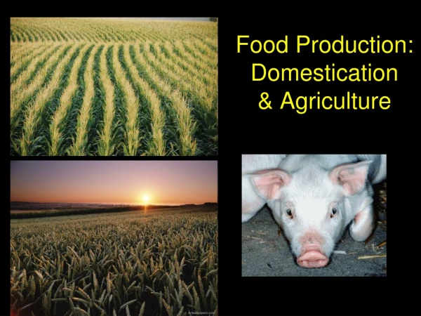 Food Production: Domestication  &amp; Agriculture