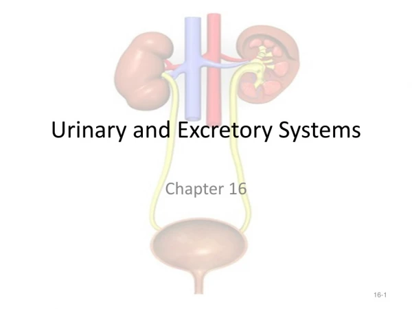 Urinary and Excretory Systems