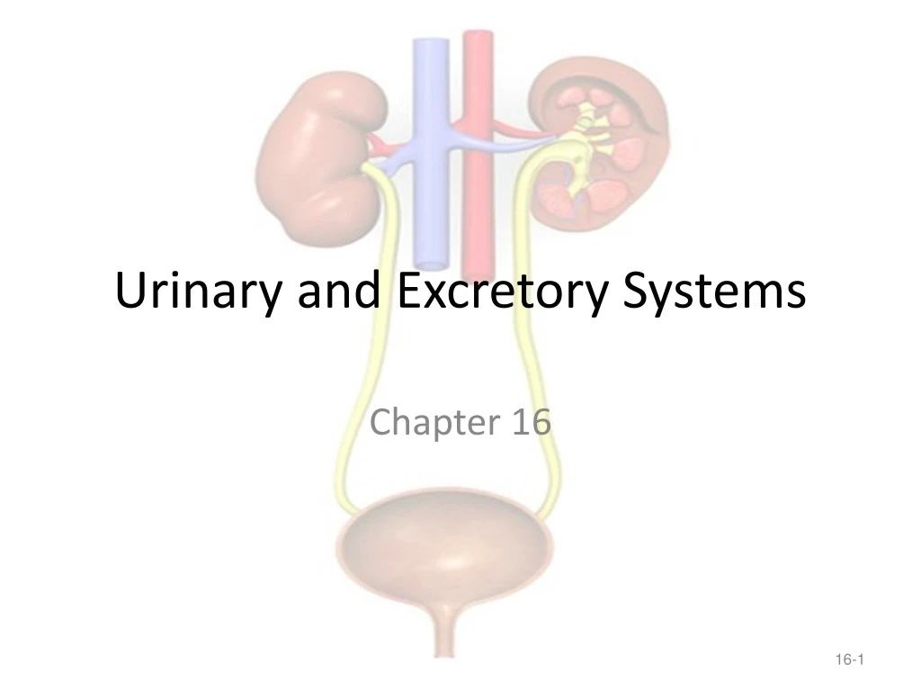 urinary and excretory systems