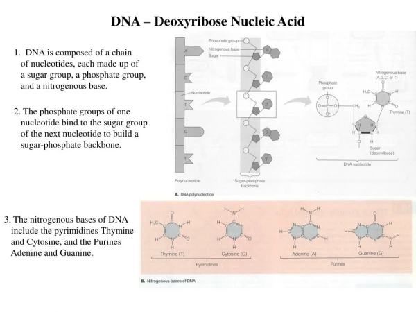 DNA – Deoxyribose Nucleic Acid