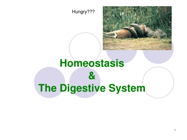 Homeostasis  &amp; The Digestive System