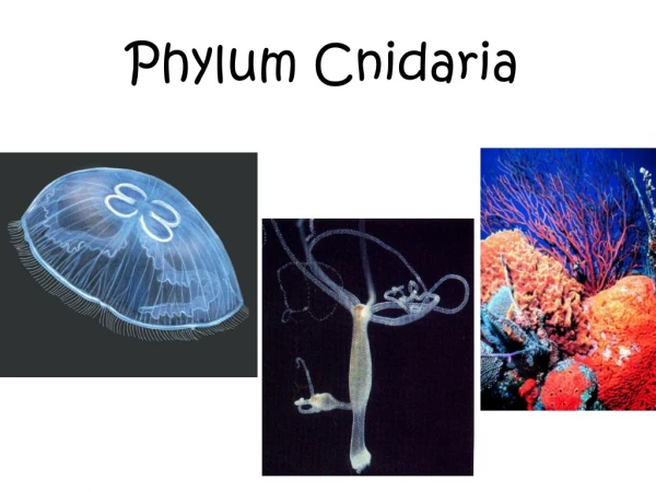 Phylum Cnidaria