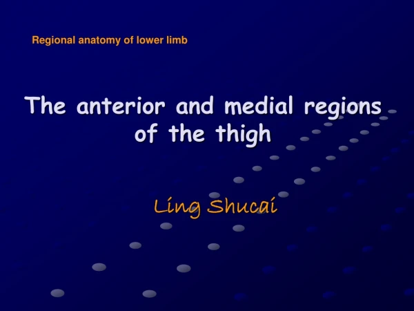 The anterior and medial regions  of the thigh