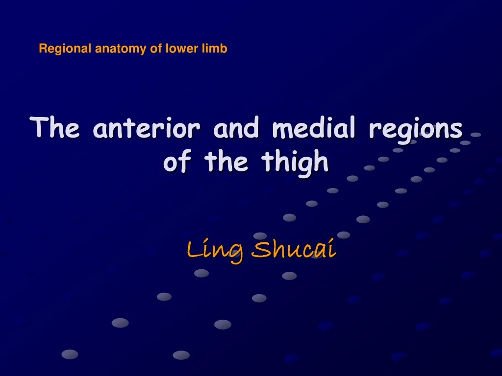 the anterior and medial regions of the thigh