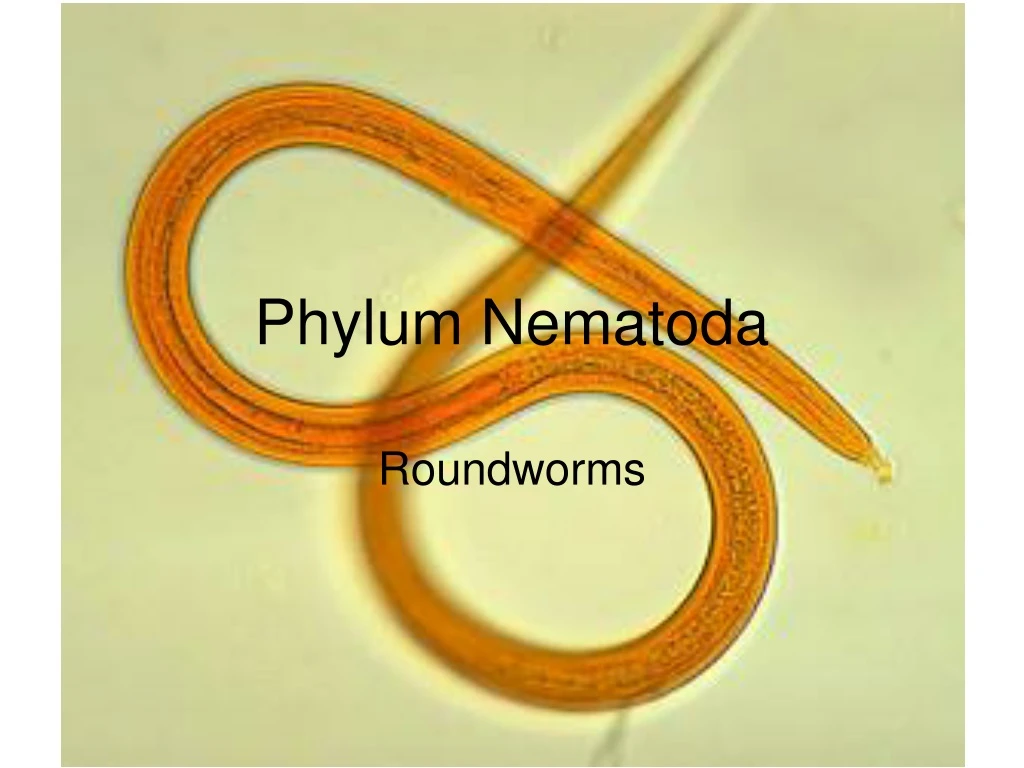 phylum nematoda