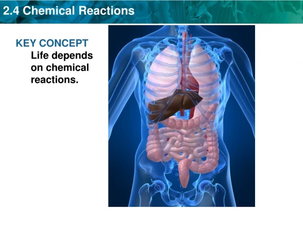 KEY CONCEPT  Life depends on chemical reactions.