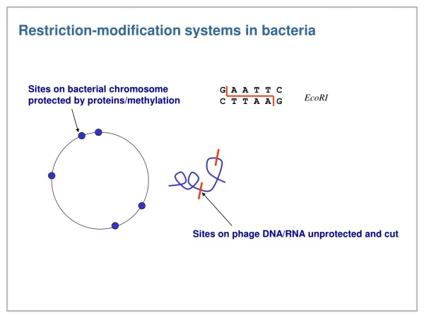 Restriction-modification systems in bacteria