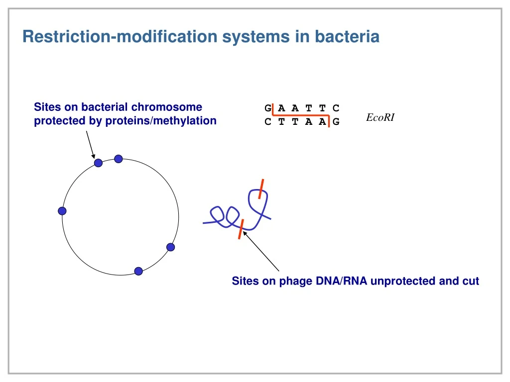 restriction modification systems in bacteria