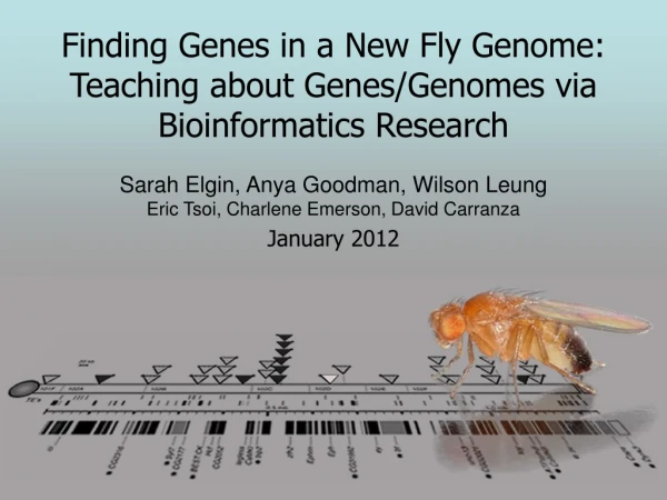 Finding Genes in a New Fly Genome: Teaching about Genes/Genomes via Bioinformatics Research