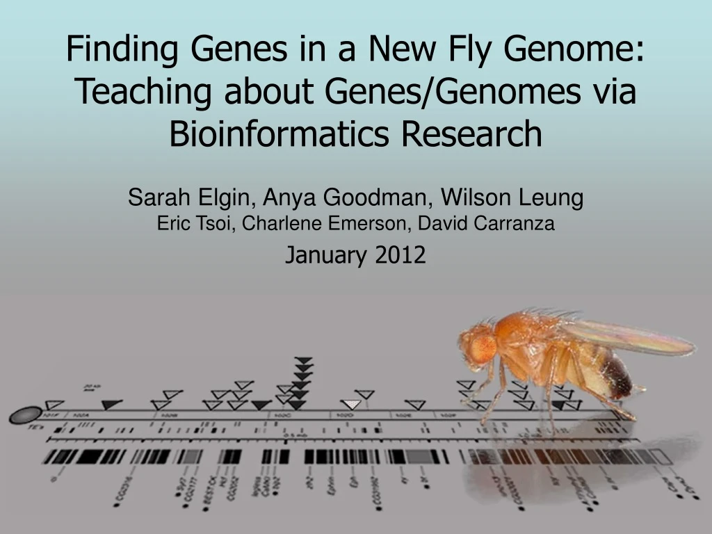 finding genes in a new fly genome teaching about