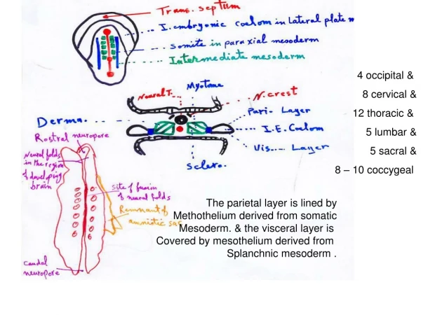 The parietal layer is lined by Methothelium derived from somatic