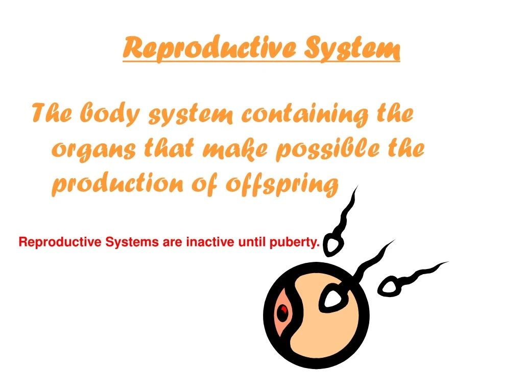 reproductive system