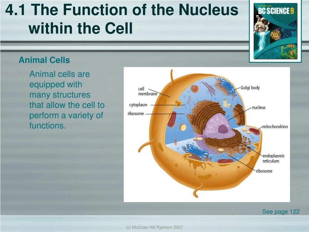 4 1 the function of the nucleus within the cell