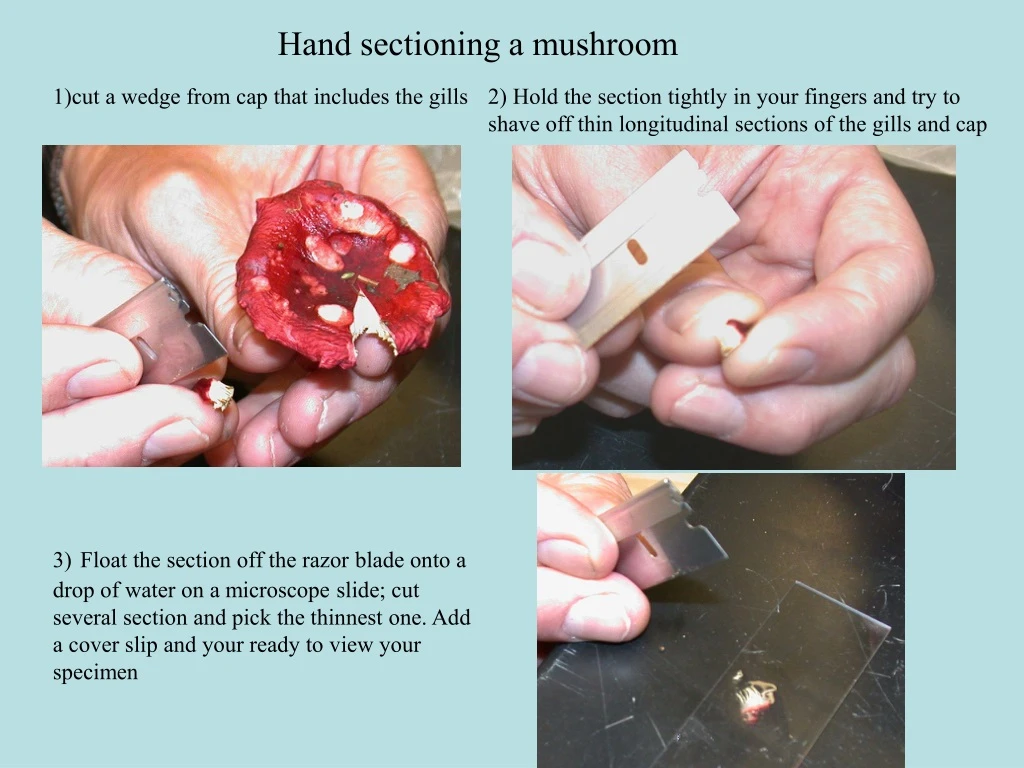 hand sectioning a mushroom