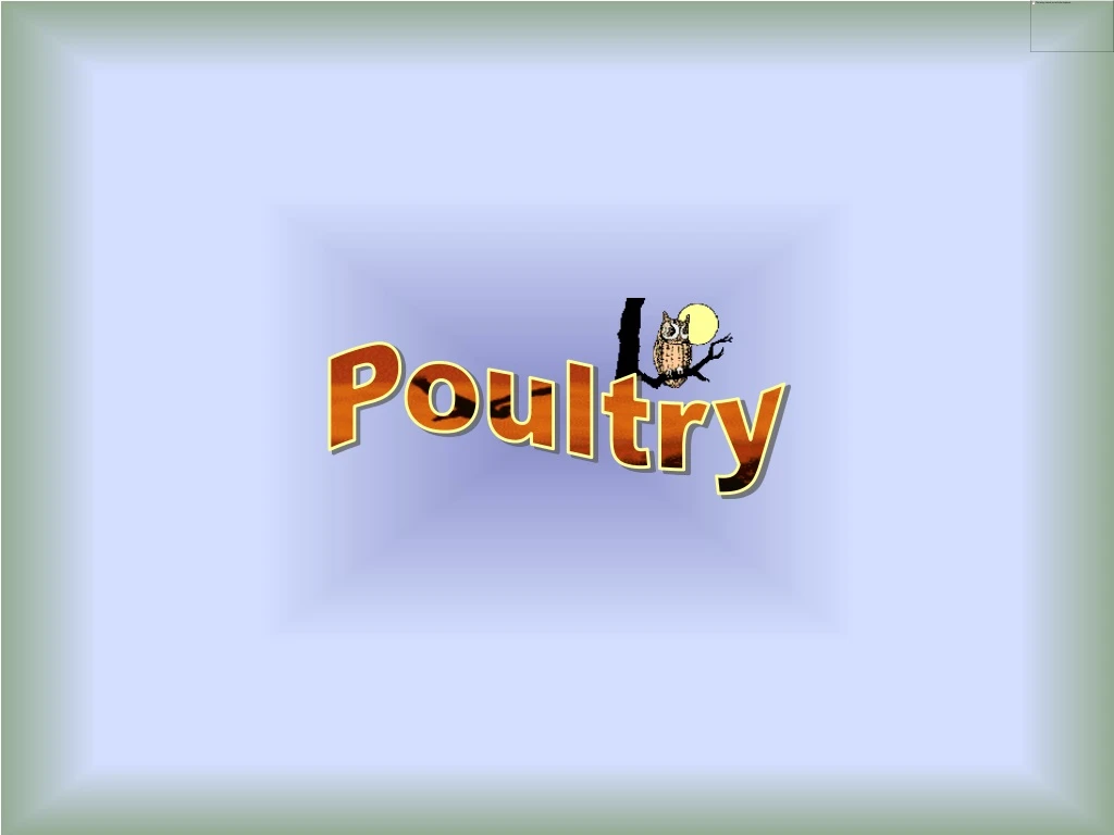 poultry