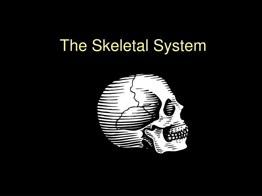 the skeletal system