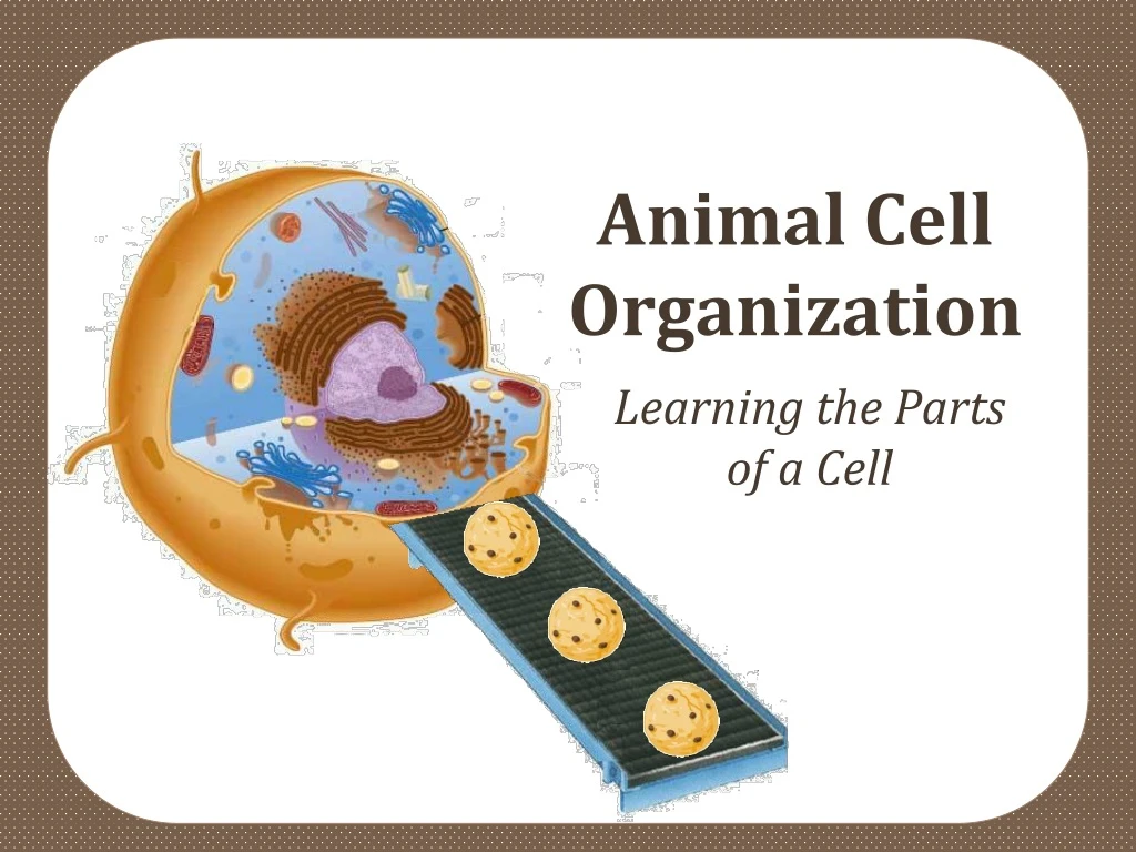 animal cell organization
