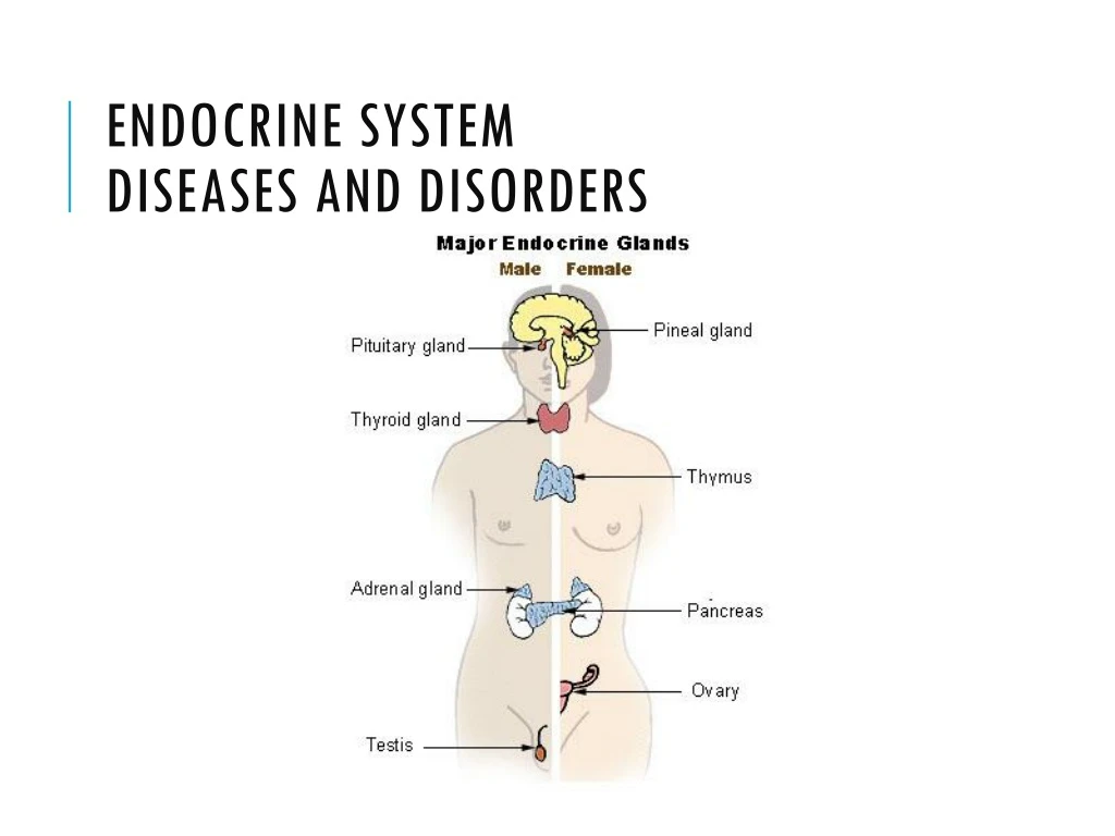 endocrine system diseases and disorders