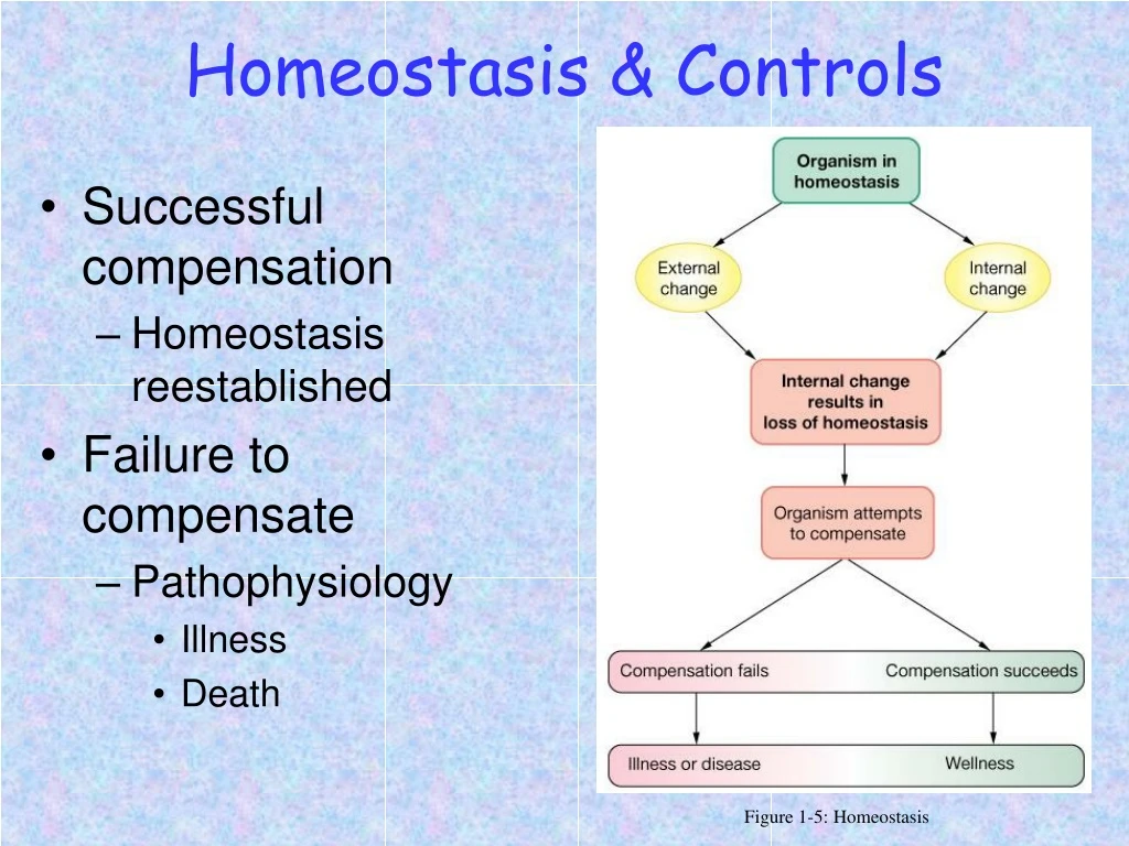 homeostasis controls