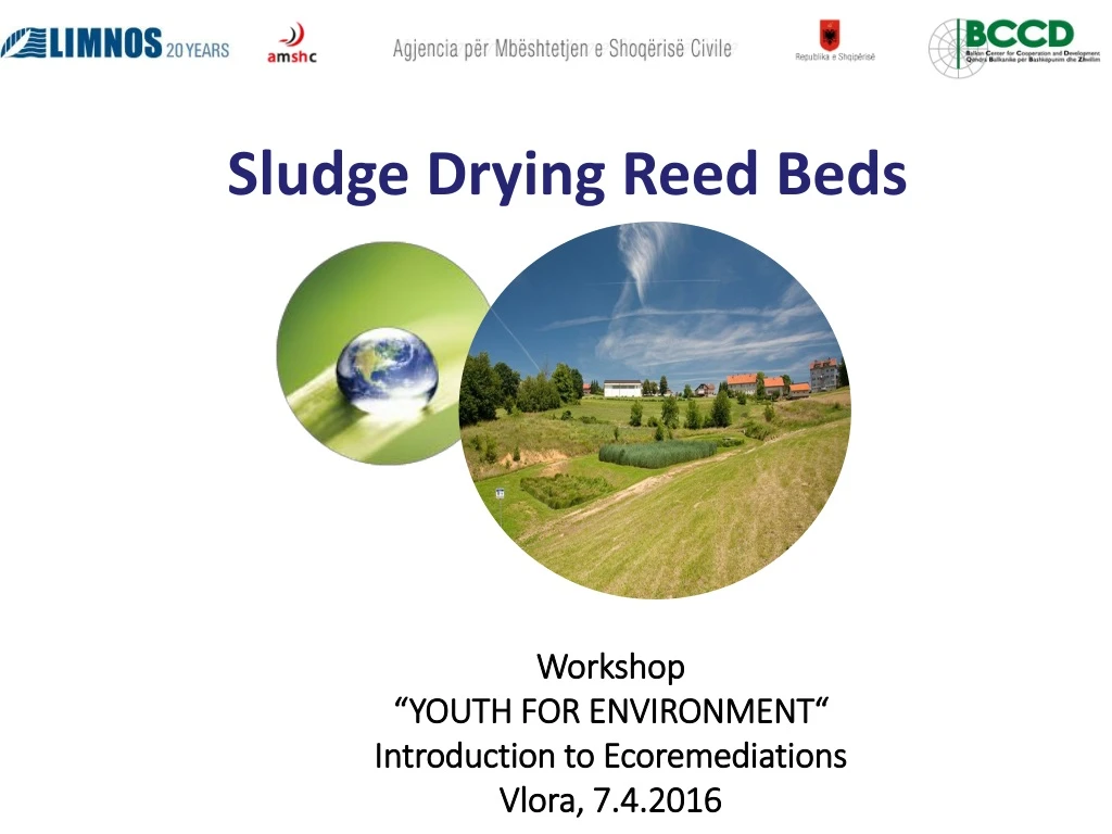 sludge drying reed beds