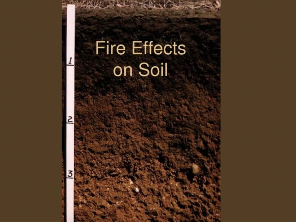 Fire Effects  on Soil