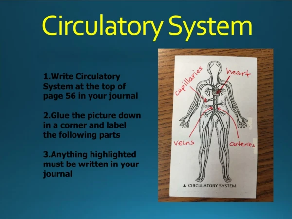 Circulatory System