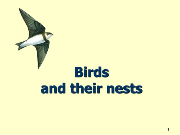 Birds  and their nests