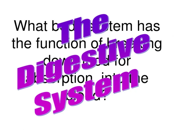 What body system has the function of breaking down food for absorption  into the blood?