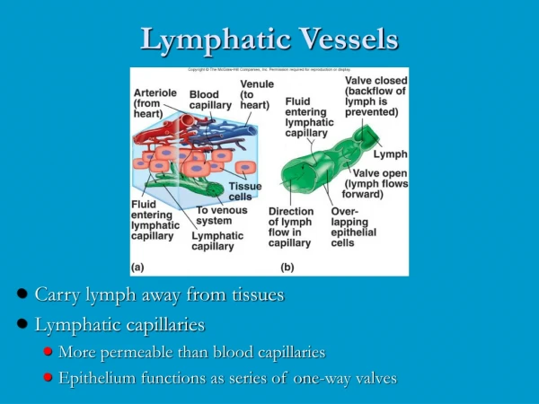 Lymphatic Vessels