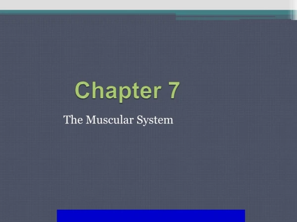 The Muscular System