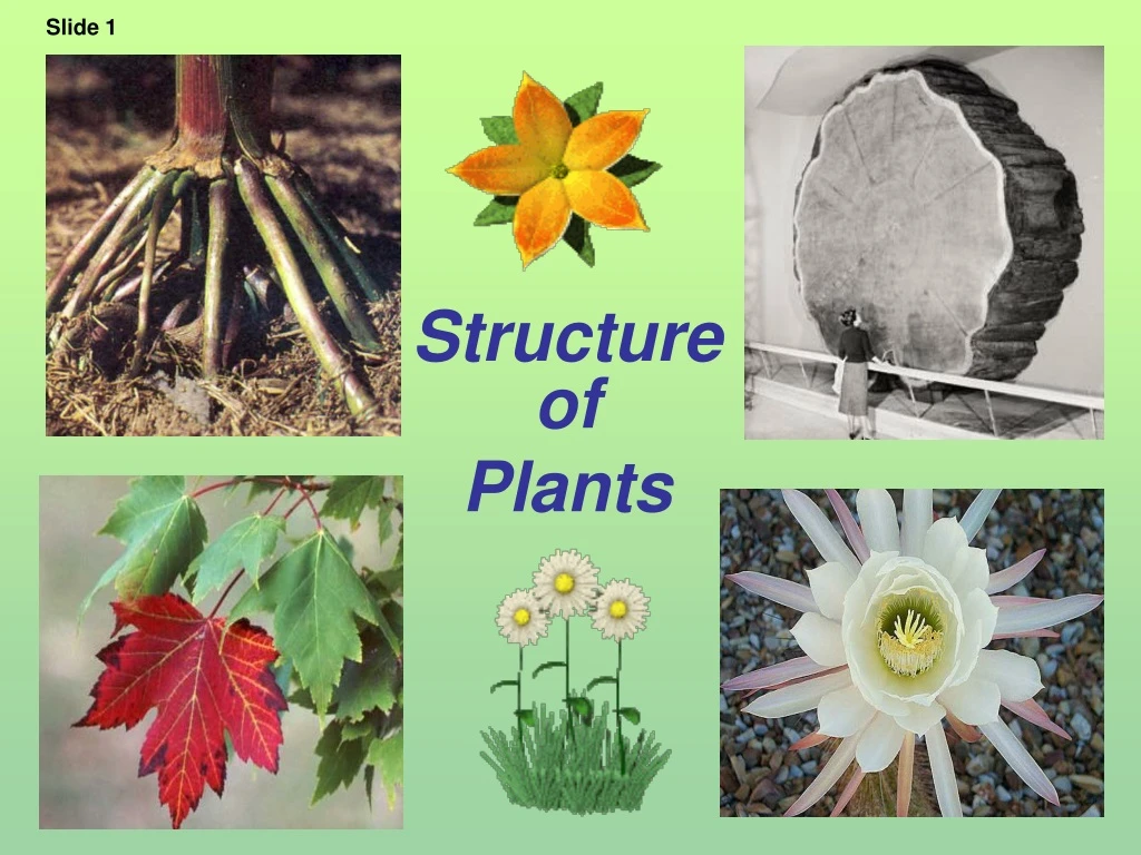 structure of plants