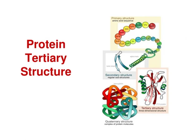 protein tertiary structure